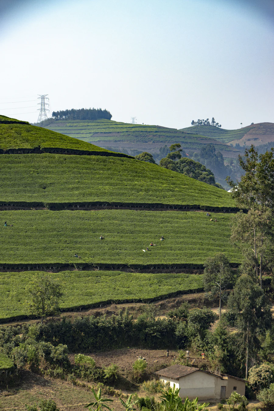 Terraced hillside with a small house at its foot